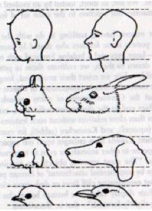 From Studies in Animal and Human Behavior, vol. II, by Konrad Lorenz, 1971. Methuen & Co. Ltd.